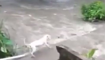 VIDEO: Hrdinský čin predavača zeleniny. Bez váhania skočil ratovať topiaceho sa psa