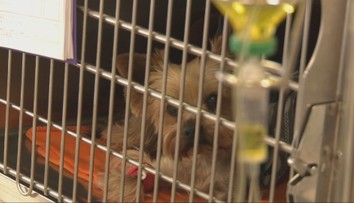 Jesenná invázia. Na neželaného parazita by si mali dávať pozor najmä majitelia psov