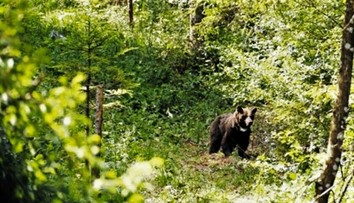Pezinok vystrašil správou, že v Malých Karpatoch je medveď. Nie je to novinka, je ich tam dokonca viac