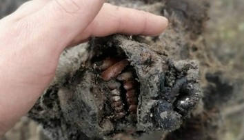 Topiaci sa permafrost vydal dokonalú múmiu jaskynného medveďa. Zachovalý je dokonca aj nos