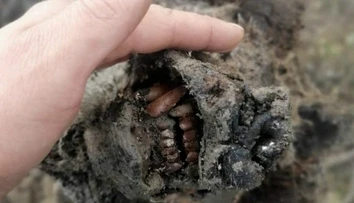 Topiaci sa permafrost vydal dokonalú múmiu jaskynného medveďa. Zachovalý je dokonca aj nos