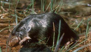Je niečo medzi krtkom, potkanom a vtákopyskom. Hrozí, že jedinečný druh živočícha vymrie