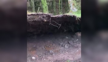 VIDEO: Psíčkara zaskočil nevídaný prírodný jav. Silný vietor nadvihoval časť lesa