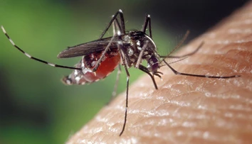 Bežný komár neprenáša vírus zika, zistili to brazílski vedci