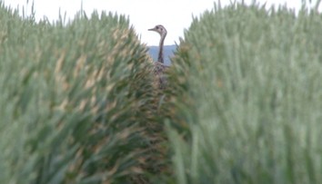 Safari pri Bánovciach nad Bebravou pokračuje, exotického vtáka stále nechytili