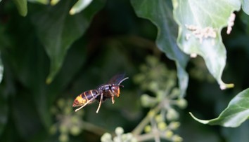 Invázny sršeň ázijský je už aj na našom území. Jeho výskyt potvrdili na juhu Slovenska