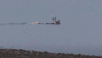 VIDEO: Vedci prvýkrát pozorovali ľadového medveďa, ako v mori loví soba