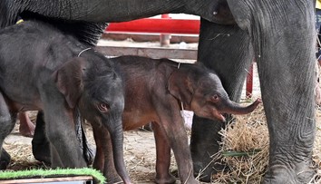 Zázrak v Thajsku: Slonica porodila vzácne dvojčatá