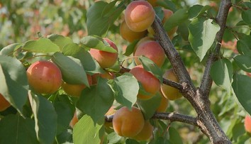 Po jahodách si môžete nazbierať už aj marhule. Úrody má byť dostatok, na prácu sa pripravujú aj pálenice