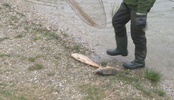 V Kuchajde zbierajú mŕtve kapry ako na bežiacom páse. Zisťovali sme, čo sa stalo