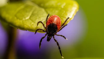 Kliešte na vašich domácich miláčikoch: Tipy a rady od veterinárky