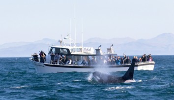 Vedci už zrejme vyriešili záhadu útokov kosatiek na lode. Za ich správaním nie je pomsta ľudstvu