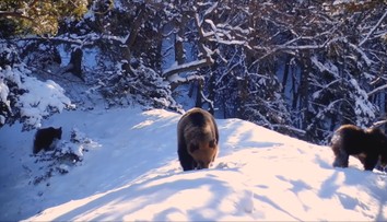 Monitoring šeliem v Malej Fatre ochranárov sklamal. Čakalo ich však jedno prekvapenie