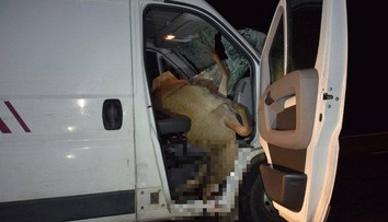 Keby sedel v dodávke spolujazdec, nehoda by sa zrejme skončila tragicky