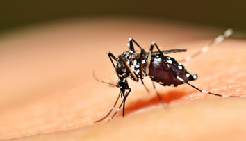 Vedci možno našli spôsob, ako poraziť maláriu. Riešením môžu byť samotné komáre