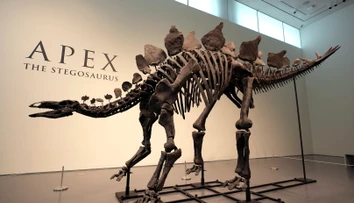Dražba, ktorá prekonala všetky očakávania. Za kostru vzácneho dinosaura zaplatil kupec závratnú sumu