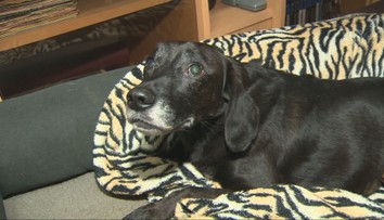 Manželia z Vrábeľ zriadili v dome hospic pre psy, chcú im dať šancu dôstojne dožiť