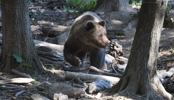 V Alpách majú čoraz väčší problém s medveďmi, evidujú aj napadnutia