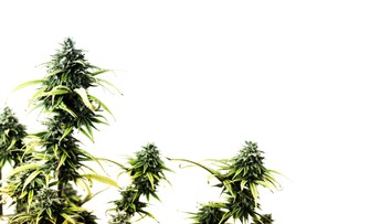 Albánska polícia tohto roku zničila marihuanu za tri miliardy eur