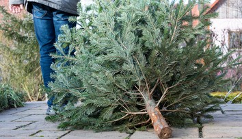 Vráťme vianočné stromčeky späť do prírody. Otázky a odpovede, ako na to