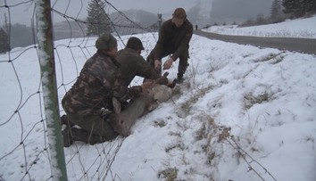 Do drôtov sa ročne zamotajú a uhynú stovky zvierat. Takto vyzerá vyslobodenie so šťastným koncom