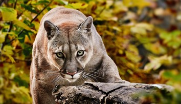 Vychádzka so psom sa zmenila na drámu. Žena odohnala pumu naozaj originálnym spôsobom