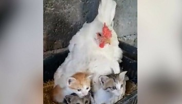 Nič roztomilejšie ste dnes nevideli. Farmár našiel pod sliepkou namiesto vajec niečo úplne iné