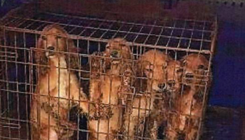 Otrasný prípad z Chynorian. Muž (64) choval psov v klietkach. Hladovali a jedli vlastné výkaly