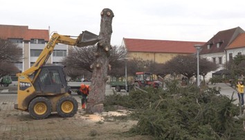 Desiatky rokov bol ozdobou vianočných sviatkov. Obľúbený strom v centre Nového Mesta nad Váhom však museli odstrániť