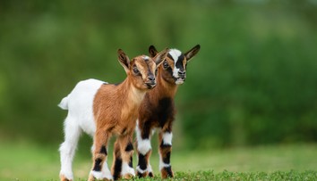 Riaditeľ mexickej zoo na párty servíroval mäso z chránených trpasličích kôz