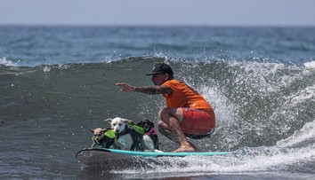 FOTO a VIDEO: Netradičné preteky na vlnách mora. V Kalifornii sa na surfoch predviedli psy