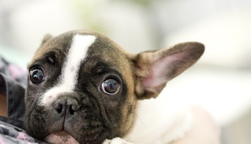 Jesenné hrozby pre zvieratá: Veterinárka radí, ako ich chrániť