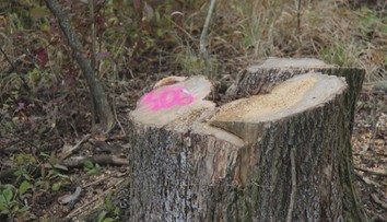 Bez povolenia vyrezali stovky stromov pri Trenčíne. Firma má na rováši aj ďalšie prešľapy