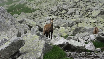 V Tatrách rátali kamzíky. Ich počty v uplynulých rokoch klesali