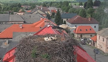 VIDEO: Malé bocianča vyhodila z hniezda vlastná mama. Súrodenci ho požierali