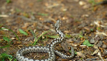 Chlapca (15) uštipla nebezpečná vretenica. Museli ho ratovať leteckí záchranári