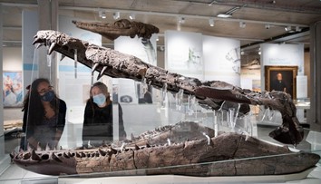 Mal schopnosti ako T-Rex, bol kráľom oceánov. Vedci objavili gigantickú lebku pravekého monštra