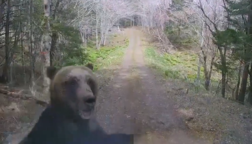 Inšpirácia pre Slovensko? Japonsko po rekordnom počte útokov medveďov testuje nový varovný systém