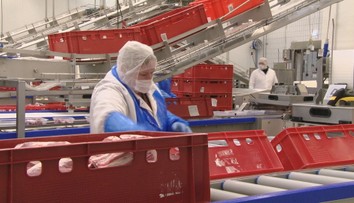 Spracovatelia mäsa varujú: Ak štát nezastropuje ceny energií, zbankrotujeme