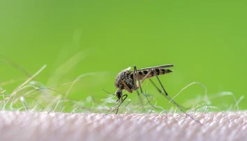 V Európe sa množia prípady západonílskej horúčky. Najviac sa šíri v obľúbenej dovolenkovej destinácii