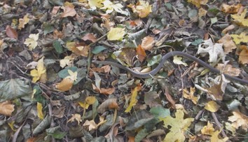 Na zvolenskom sídlisku odchytili na rovnakom mieste už druhého hada