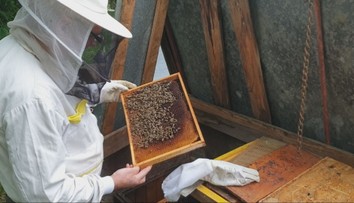 Slovenskí včelári a ich medy sú svetovou špičkou. Chodia sa k nám vzdelávať aj zo zahraničia