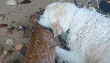 Zlatý retríver zachránil topiacu sa srnku. Milujú ho ľudia po celom svete