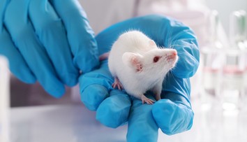 Prielom v ľudskej medicíne? Lekári vytvorili priehľadnú myš, cez kožu jej presvitajú orgány