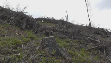 Štátne lesy čelia kritike. Lesník poukázal na problém, pohrozili mu výpoveďou