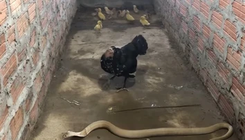 VIDEO: Sliepka v snahe ochrániť kuriatka si trúfla na kobru. Takúto odvahu nemá každý