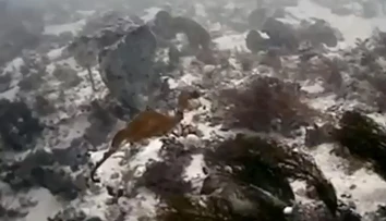Vedci nafilmovali neznámeho živočícha. Doteraz ho naživo nikto nevidel