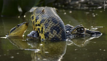 FOTO: Súboj anakondy s kajmanom či víriaci sa húf žubrienok. Toto sú najlepšie snímky prírody za rok 2024