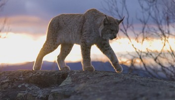 V národnom parku niekto zastrelil rysa. Najvzácnejšiu veľkú šelmu našli neďaleko posedu