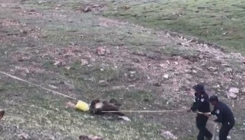 VIDEO: Vyčerpávajúca záchranná akcia. Medveď s barelom na hlave odmietal vyslobodenie
